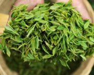 茶樹產(chǎn)量高嗎？一畝產(chǎn)多少斤？