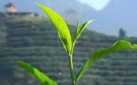 客田鎮(zhèn)：茶樹吐新芽，茶農(nóng)喜增收